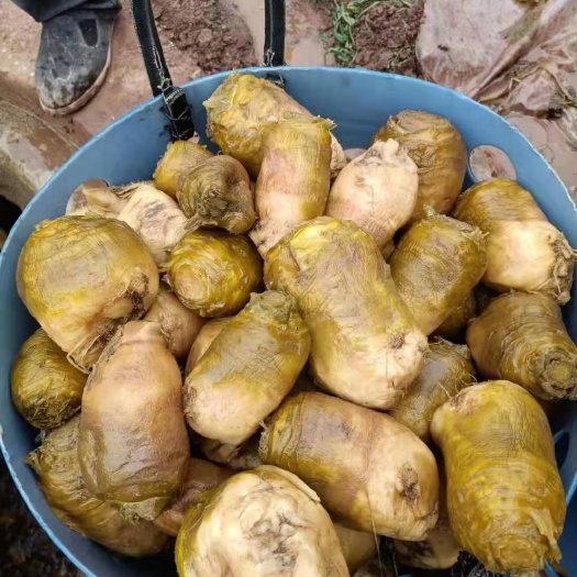 成都盘菜 大头菜，拉丝，颗粒，