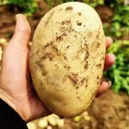 精品土豆，产地直发，诚信代办，物美价廉。要的联系。