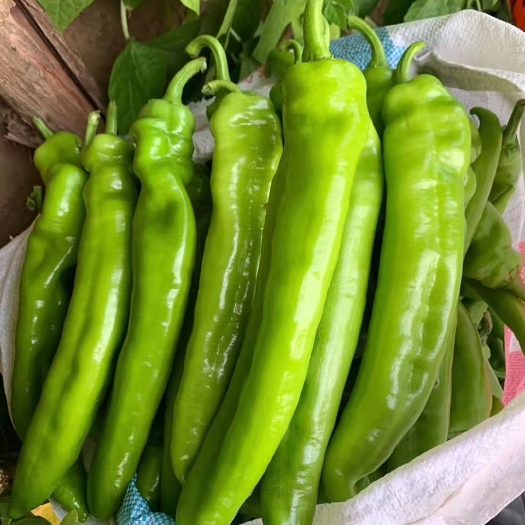 寿光市辣椒种苗 大果黄绿色尖椒苗  牛角椒苗 根系发达 易成活