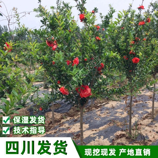苍溪县突尼斯软籽石榴树苗  石榴树苗庭院果树苗风景树苗