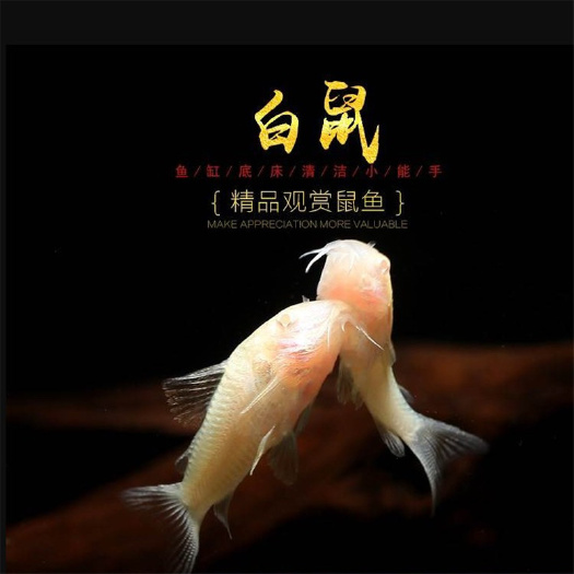 上海清道夫 白老鼠鱼活体  水族小白鼠鱼底栖鱼清洁鱼热带1.5－2cm
