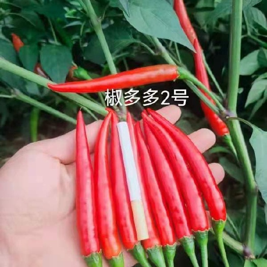 长沙小米椒 海南昌江椒多多已大量上市，有需要的老板请联系