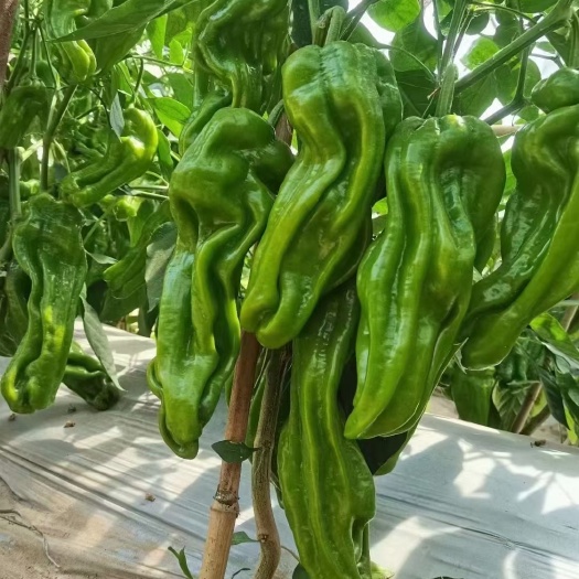 薄皮皱皮椒苗 芜湖椒苗 泡椒苗 根系发达 易成活