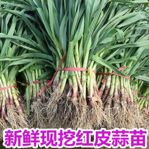 蒜苗【红根蒜苗】万亩红根蒜苗大量上分享市/产地直供