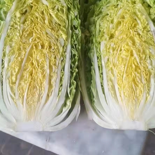 山東臨沂蘭陵黃心大白菜，產(chǎn)地供應(yīng)，大量有貨價(jià)格不高，保質(zhì)保量