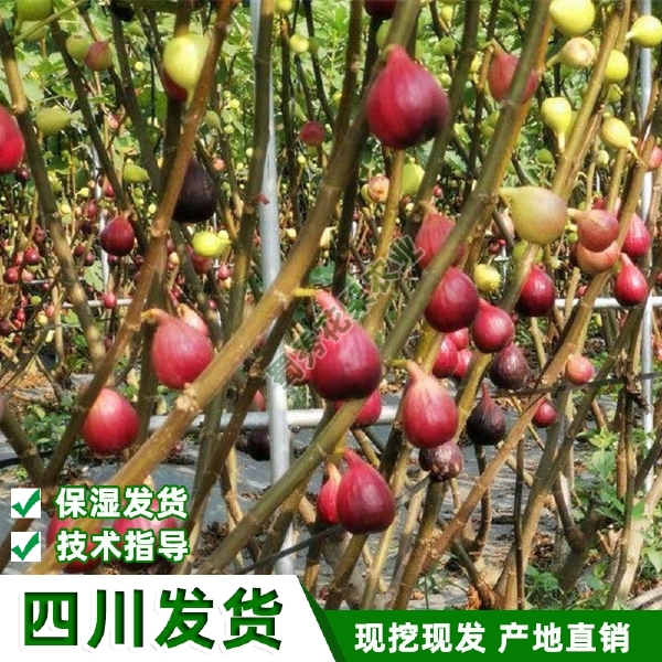 波姬红无花果苗  南北方种植波姬红无花果树苗紫果青皮无花果苗盆栽地栽包技术