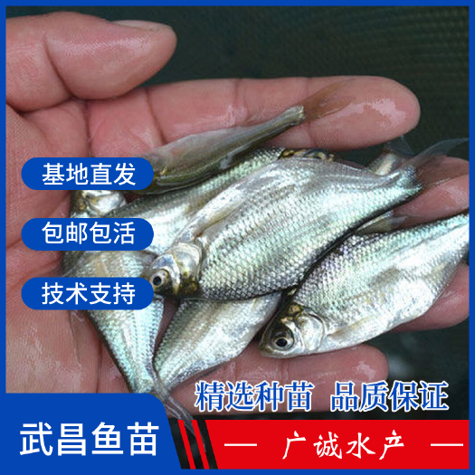 广州 武昌鱼苗，扁鱼苗，沙边鱼苗，养殖场直批，高产量易养殖