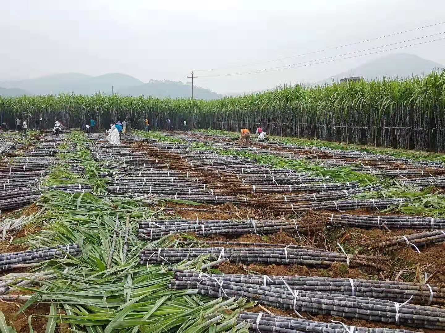 广西黑皮甘蔗产地直销 ，价格便宜有惊喜 质量好精品货源量大