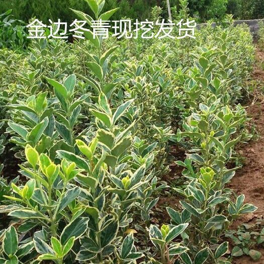 沭阳县金边黄杨金边冬青绿化彩色树苗 苗一年四季可栽