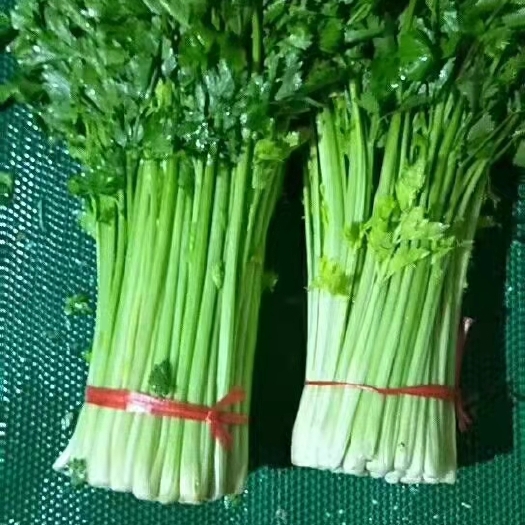 凌源市 芹菜基地新下量大价格优惠全国发货超市