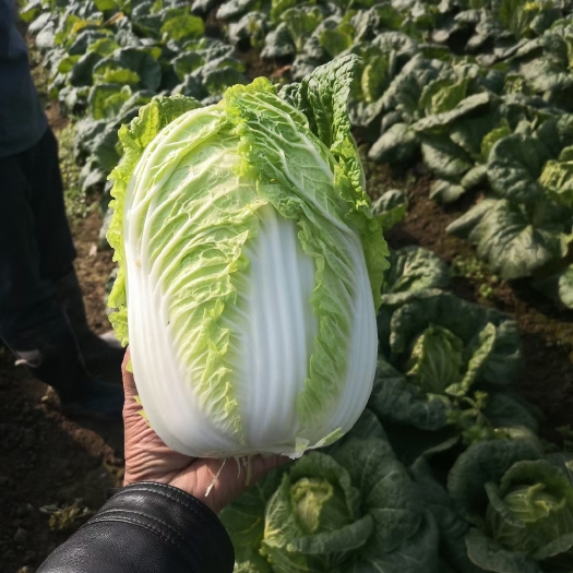 新野县黄心大白菜  新野县绿禾蔬菜供应大棚里矮颗黄心菜大量上市