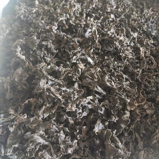 同心县免洗地皮菜