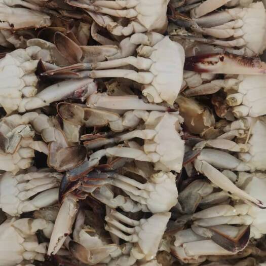 合肥远海梭子蟹 2L切蟹肉，品质好