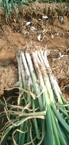 济南 章丘大葱
