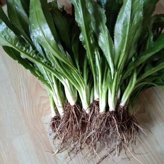 南宁泰国香料香菜 大芫荽广西直发 大芫刺香菜 大香菜