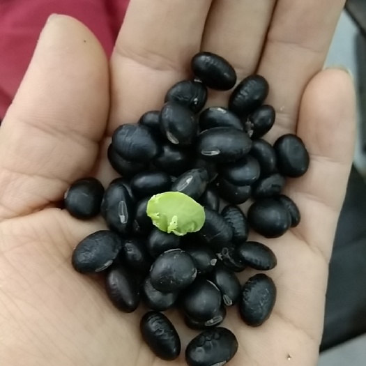 醋泡黑豆 食泉坊大颗粒青仁黑豆