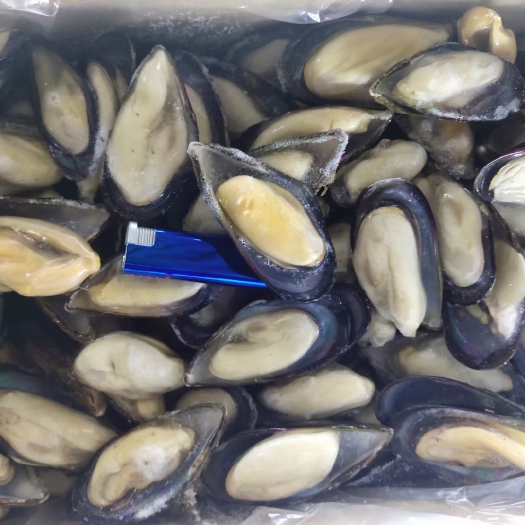 蓝口贝 青口贝 贻贝 海虹