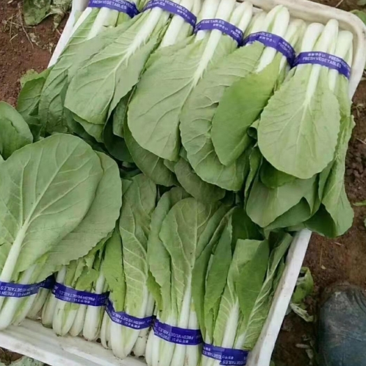 曹县精品小白菜奶白菜