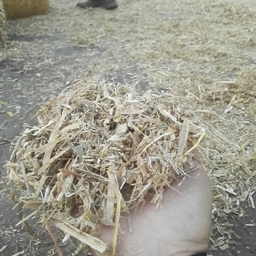 克山县干草类饲料  短玉米柔丝草