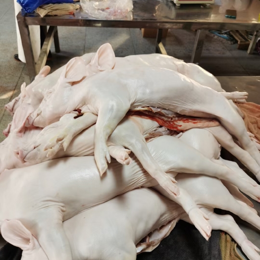 佛山整头猪  乳猪冷链车发货免费送货上门