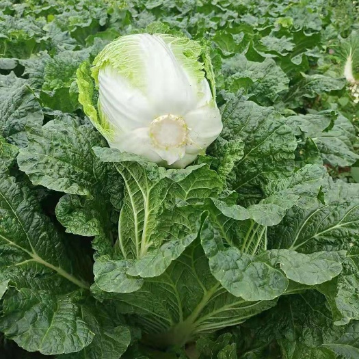 威宁县贵州威宁黄心白菜，千亩黄心大白菜，产地现货供应。