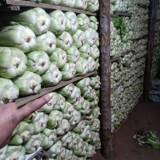 公主岭市黄心大白菜  冬天储存的菜，需要的联系我