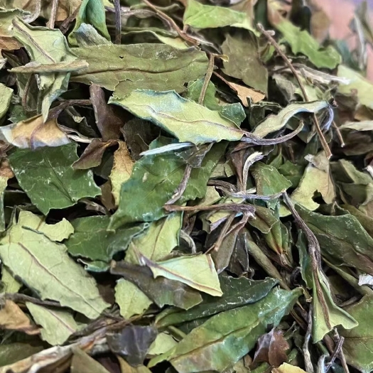 福安市新白茶 白露茶