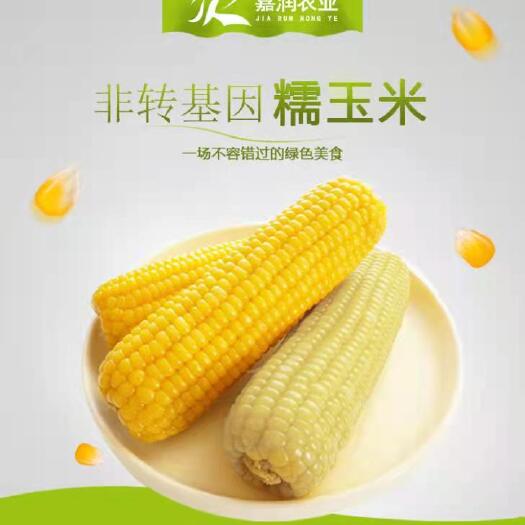 巴彦县一等黄/白糯玉米，当年新鲜玉米，真空包装