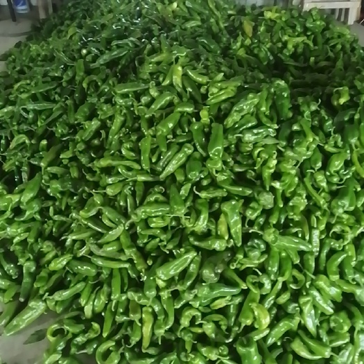 芜湖 大红泡椒，青椒，彩椒等鲜辣椒上市供货中。