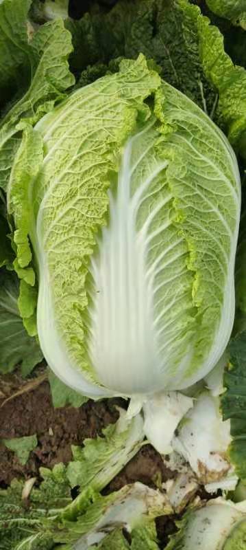 嘉鱼县湖北嘉鱼白菜，湖北白菜，黄心白菜