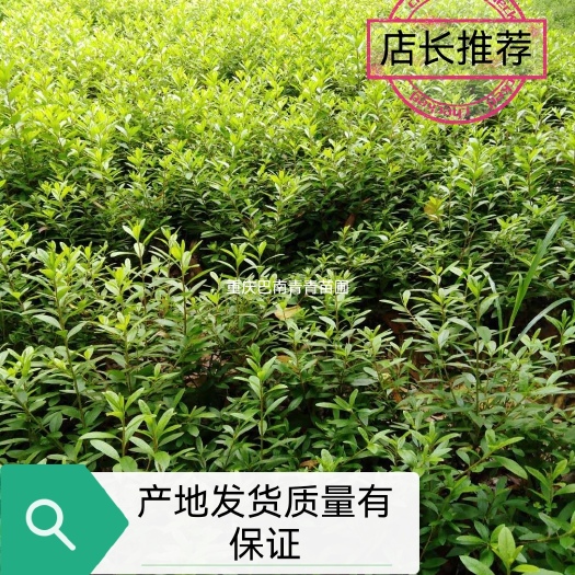 重庆市春鹃  重庆市巴南区春娟大量现货供应