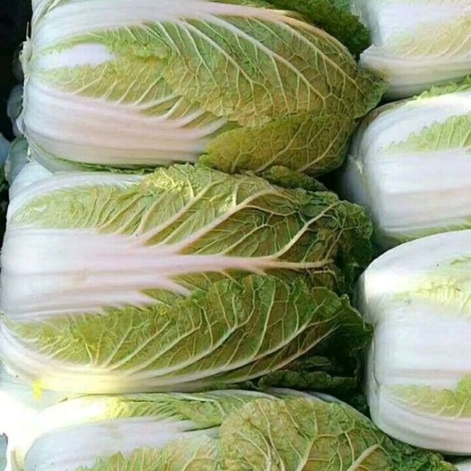 黄心大白菜  黄心白菜