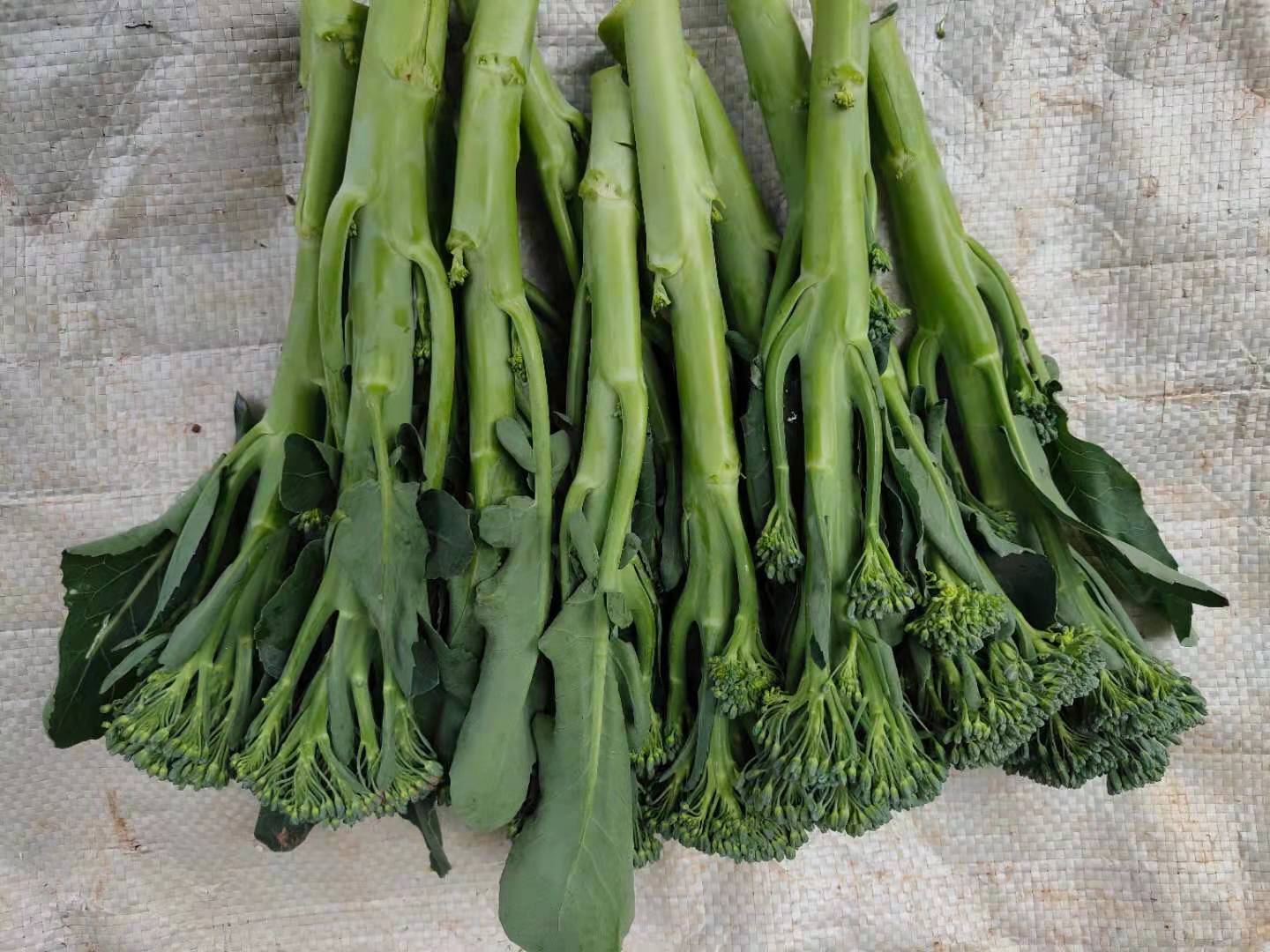 西兰苔云南产区精品蔬菜，服务各种蔬菜采购发货，欢迎大家了解，