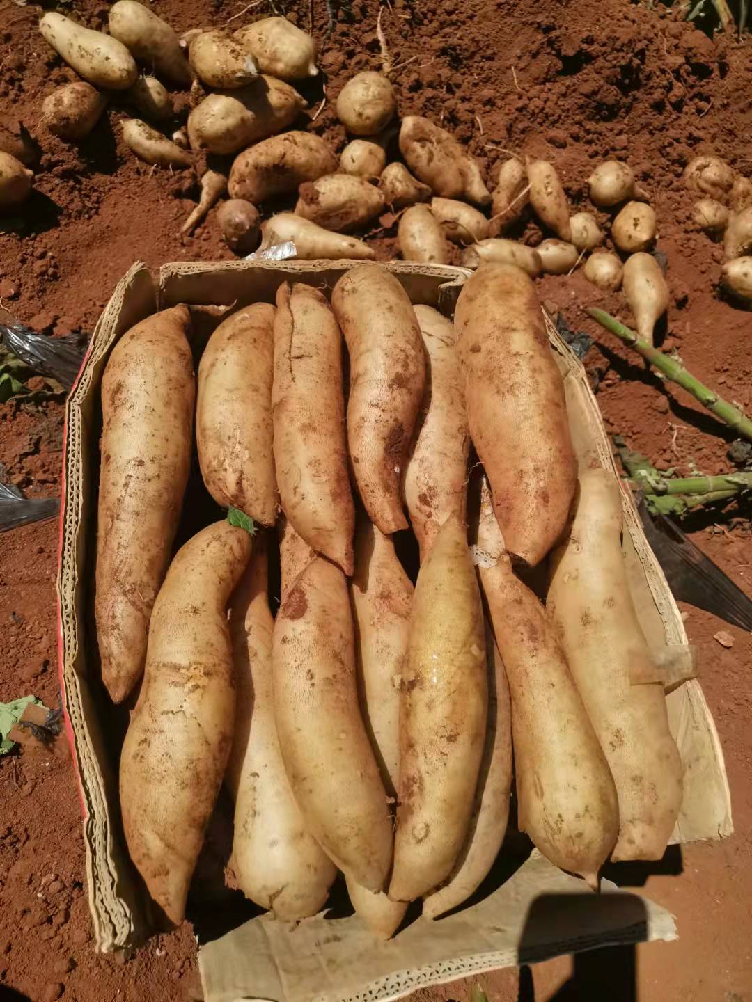 云南雪莲果黄心新鲜根茎蔬菜产地直发10斤批发价一整箱包邮