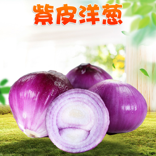 华坪县云南紫皮洋葱圆葱新鲜蔬菜代发