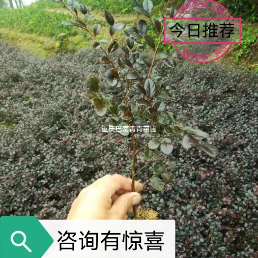 重庆市大叶红  红继木地苗