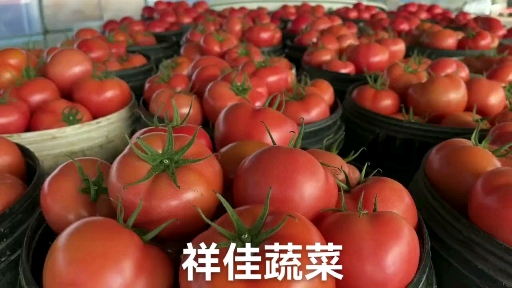 寿光市硬粉西红柿  寿光精品西红柿，果型饱满，颜色周正，代收蔬菜种