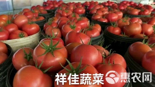 硬粉西红柿  寿光精品西红柿，出口专用、果型饱满，颜色周正