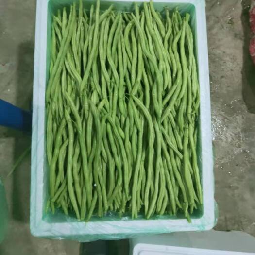 保山无筋四季豆 无筋豆