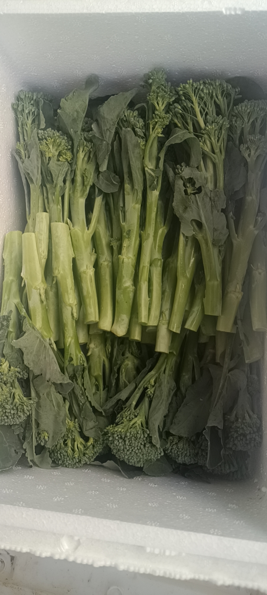西兰苔云南产区精品蔬菜，服务各种蔬菜采购发货，欢迎大家了解，