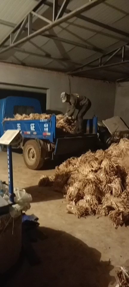 绥中县东北大根条， 辽宁省葫芦岛市萝卜干产地直发一手货源，货量充足