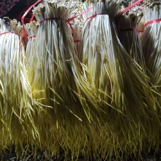 平邑县山东蒜黄大量上市，欢迎采购