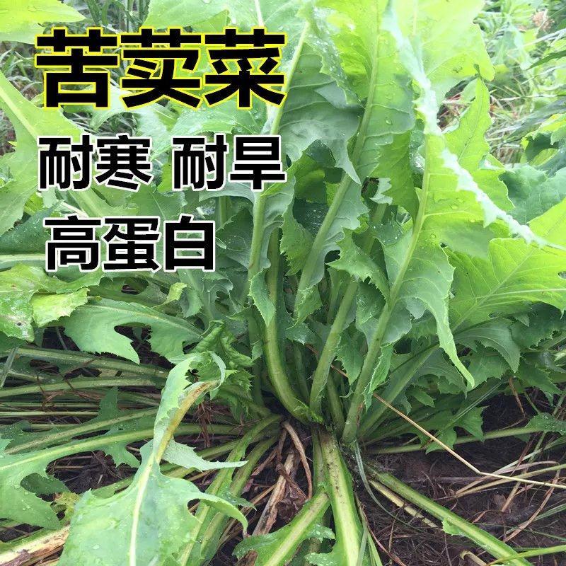 宿迁苦菜种子  苦荬菜种子养鹅四季牧草猪鸡鸭鹅鱼草籽苦麻菜苦麦菜