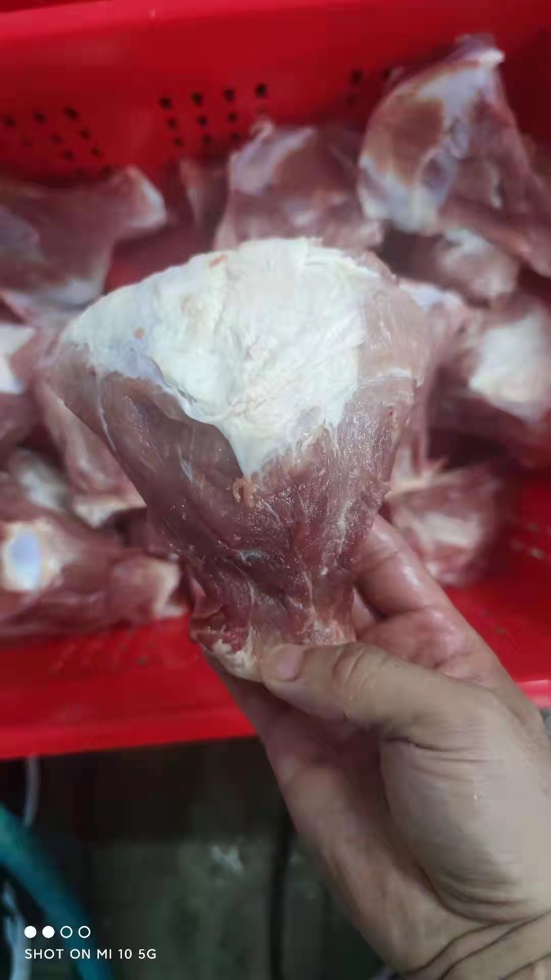 猪骨头  国产肥猪扇骨24个左右手续齐全