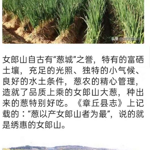 济南 章丘大葱
