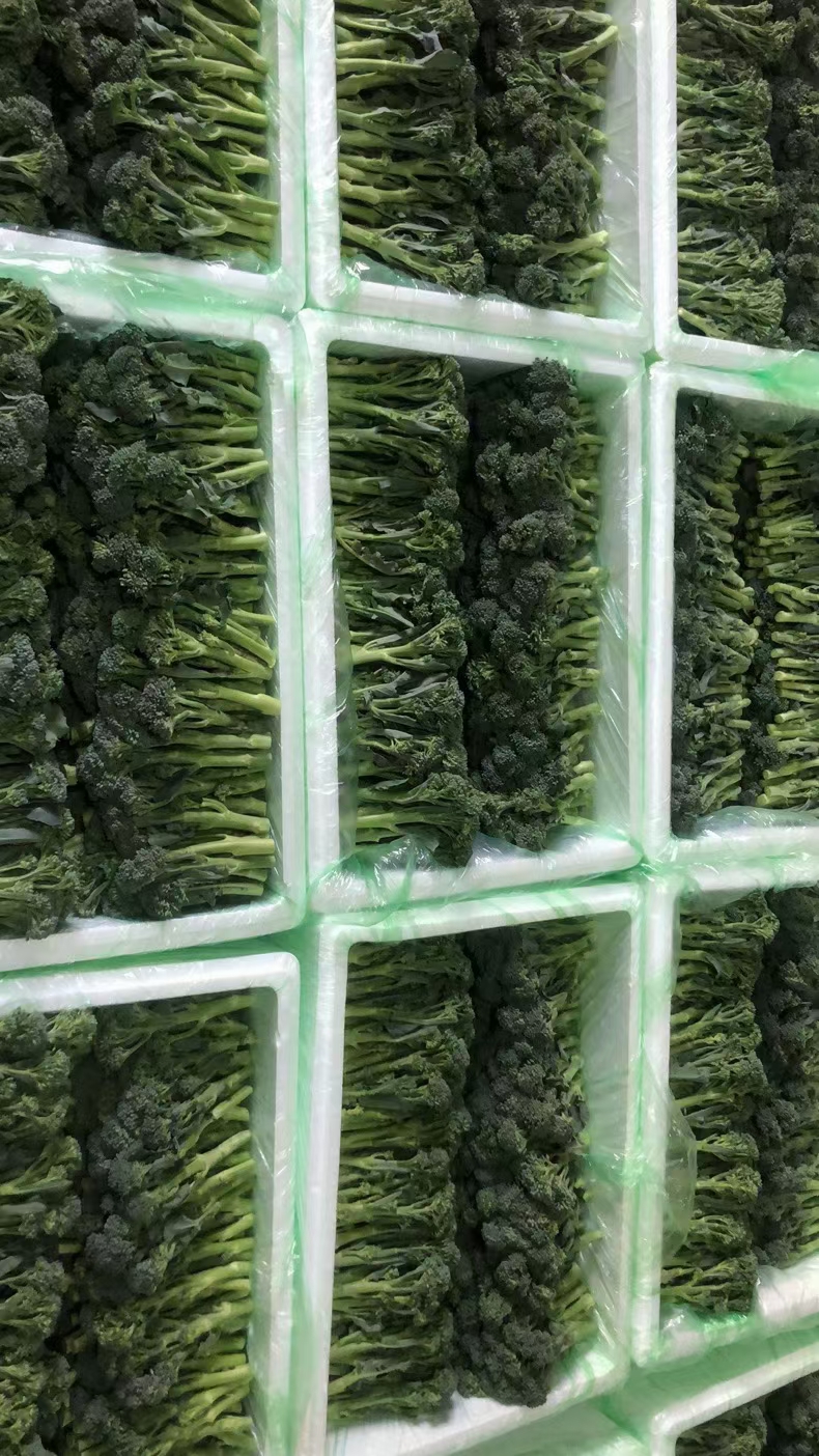 西兰苔云南产区精品蔬菜，服务各种蔬菜采购发货，欢迎大家了解，
