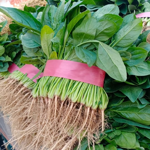 滑县大叶菠菜 25~30cm