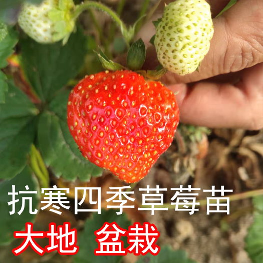 尚志市抗寒四季草莓苗，南北方大地庭院盆栽