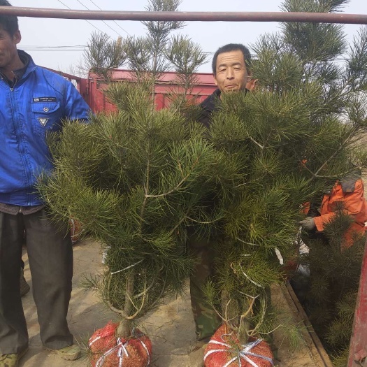 运城白皮松基地 白皮松价格 白皮松批发 土球发货保质保量