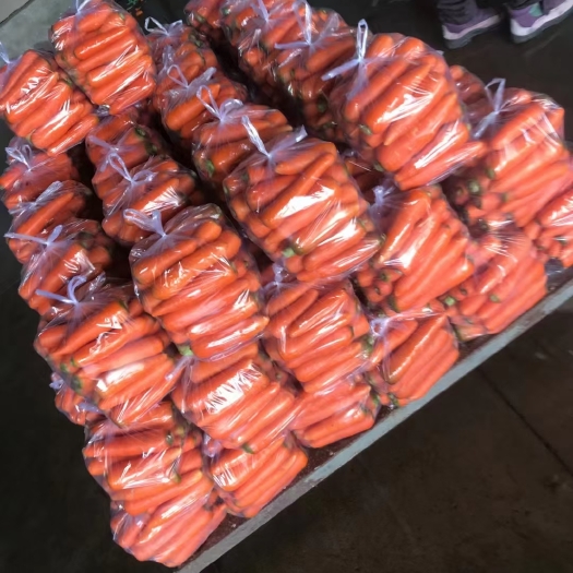 东台市 胡萝卜
